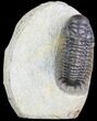 Cute, Little Crotalocephalina Trilobite - long #83346-1